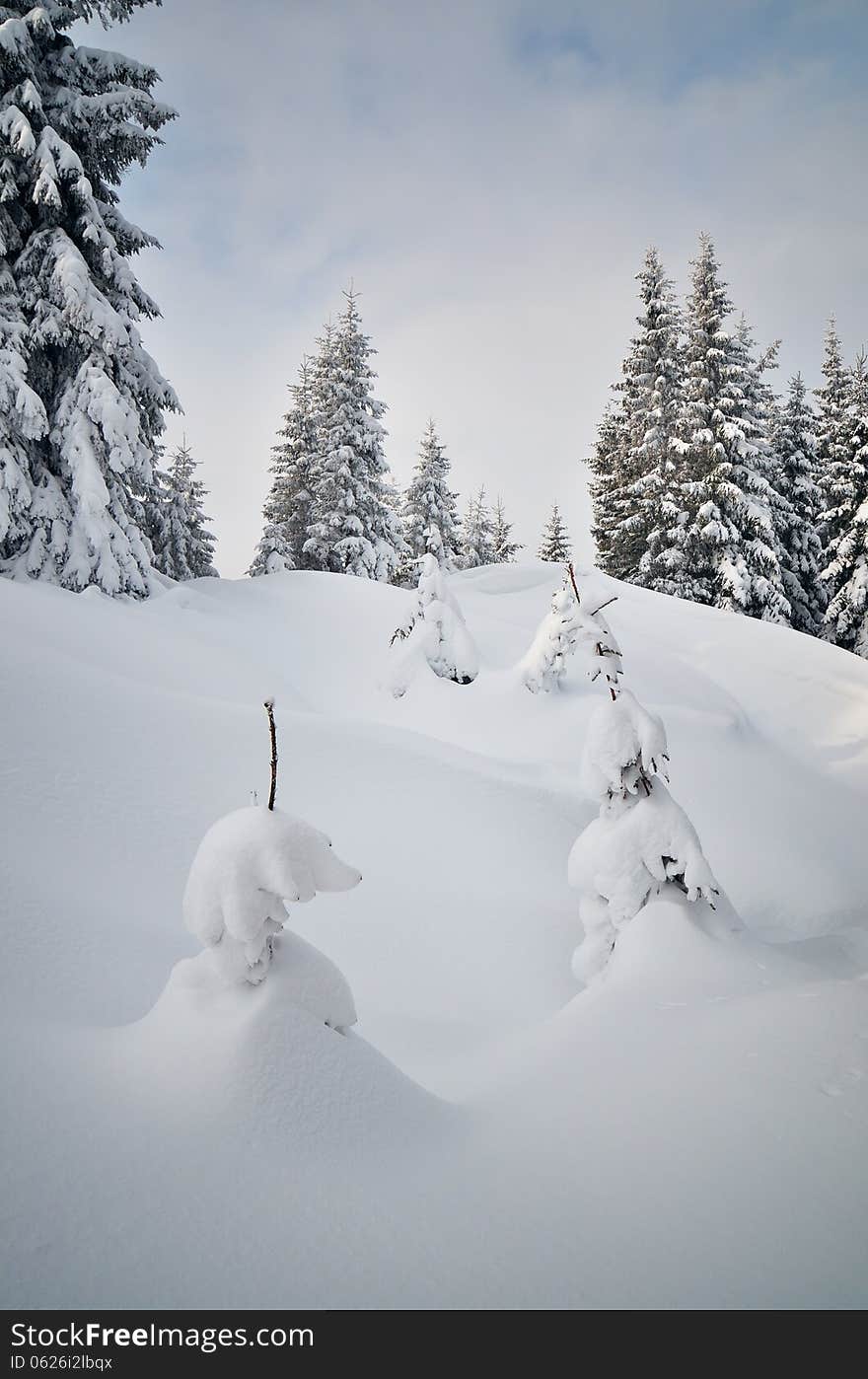 Winter landscape with young trees in a mountain forest. Winter landscape with young trees in a mountain forest