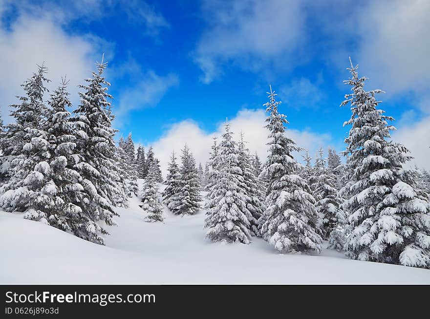 Winter view in a mountain forest covered with fresh snow. Christmas landsca