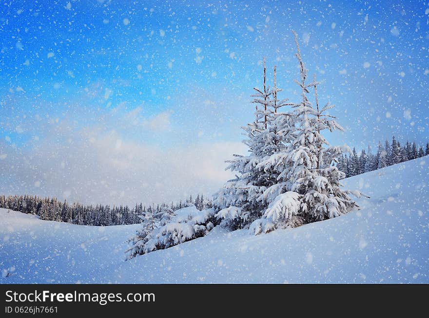 Snow-covered fir tree in a mountain valley. Christmas landscape. Snow-covered fir tree in a mountain valley. Christmas landscape