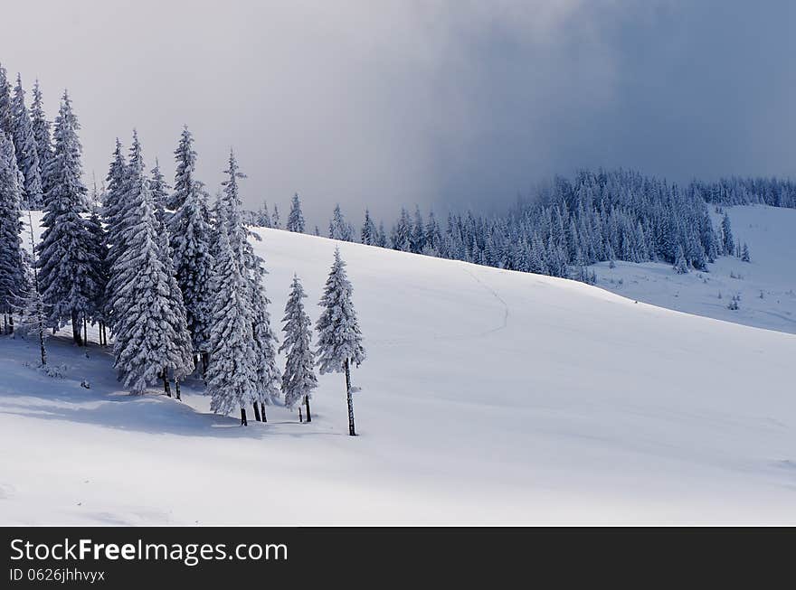 Pine Forest in Winter