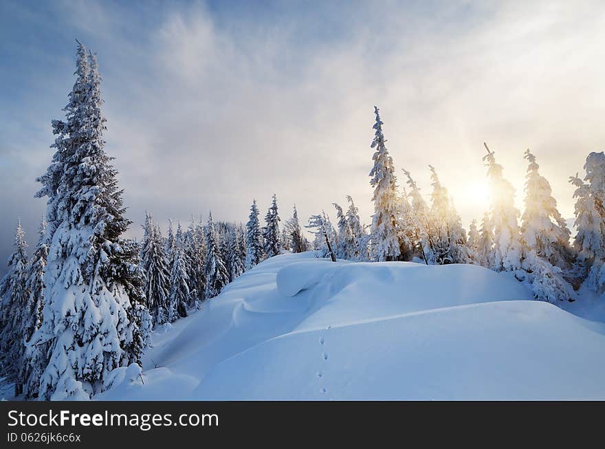 Winter landscape with the evening sun in the mountain forest. Winter landscape with the evening sun in the mountain forest