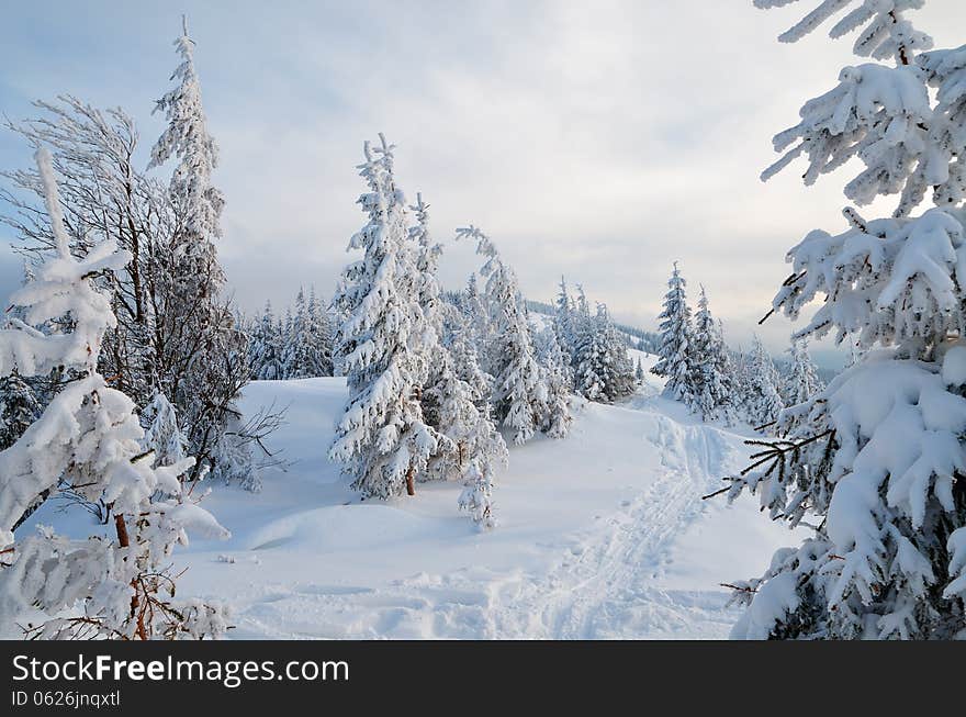 Winter forest in a mountain valley