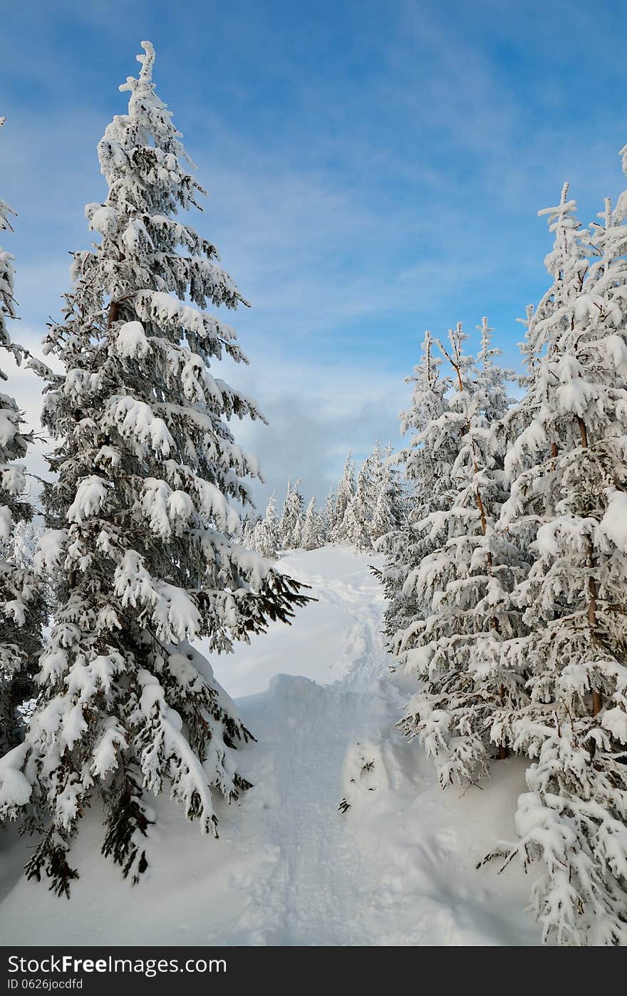 Winter forest in a mountain valley