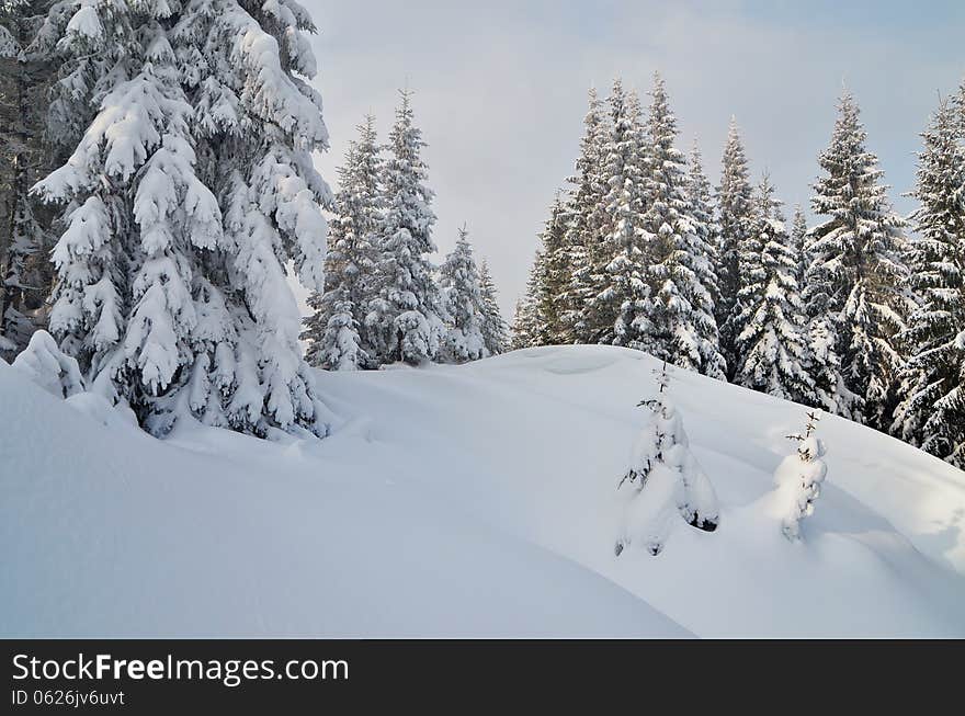 Winter mountain landscape with fir forest covered with snow. Carpathian mountains, Ukraine. Winter mountain landscape with fir forest covered with snow. Carpathian mountains, Ukraine