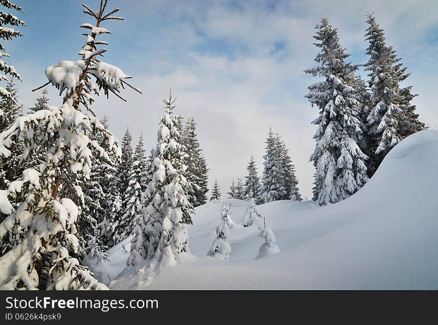 Winter in the mountain forest