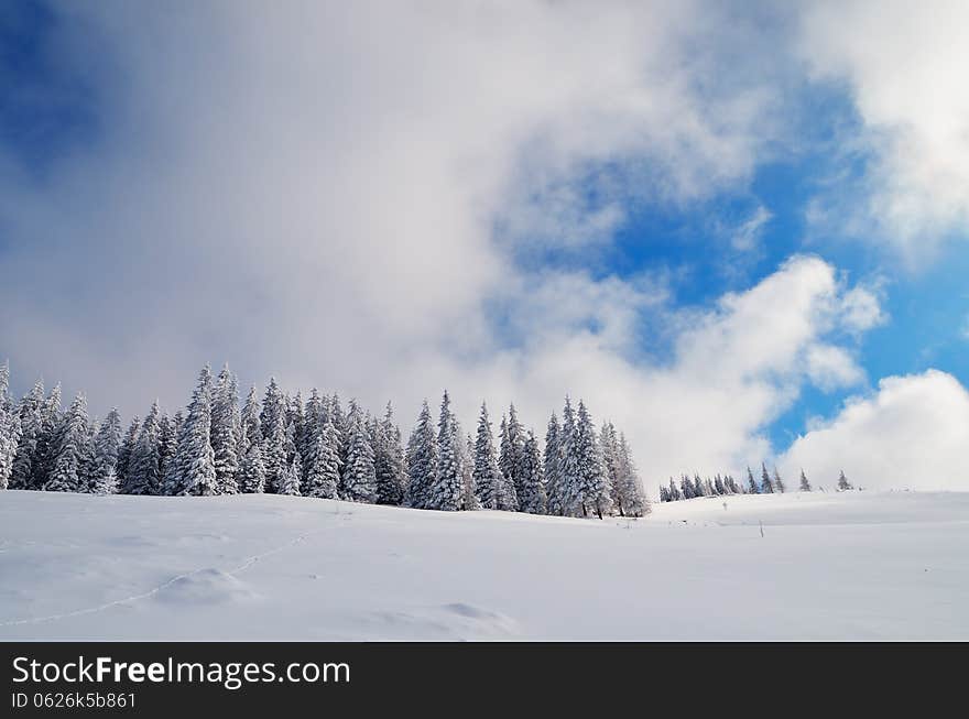 Pine Forest in Winter