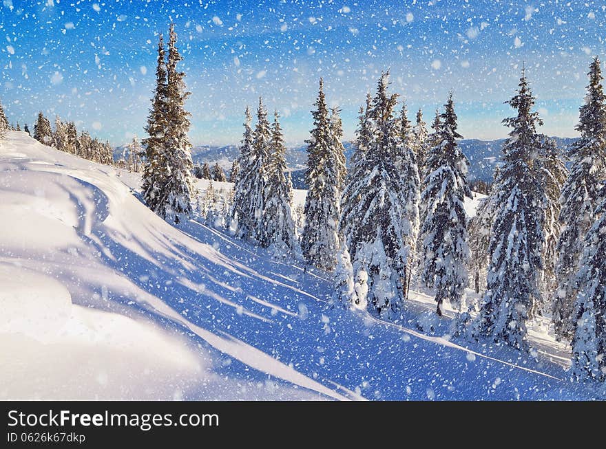 Coniferous forest in winter in mountains