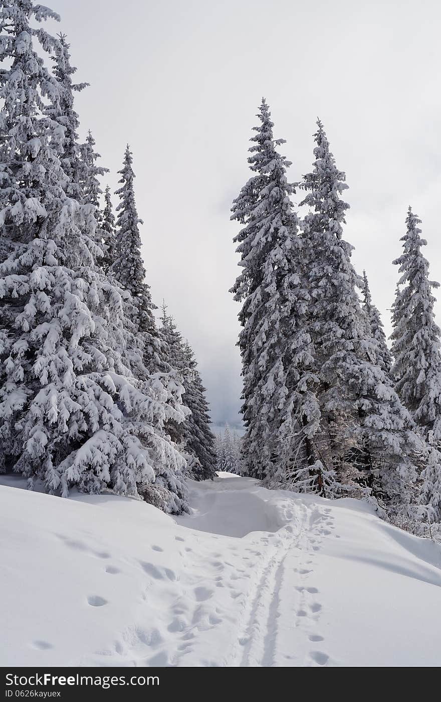 Winter landscape with ski tracks in the mountain forest. Winter landscape with ski tracks in the mountain forest