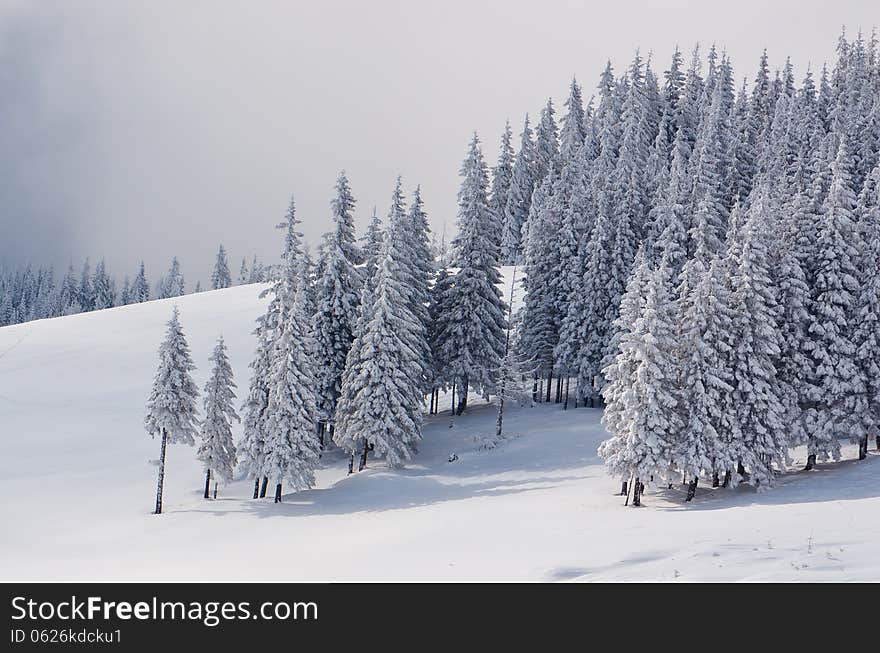 Pine Forest In Winter