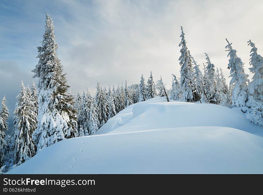 Winter landscape with snow dunes in a mountain forest. Carpathians, Ukraine