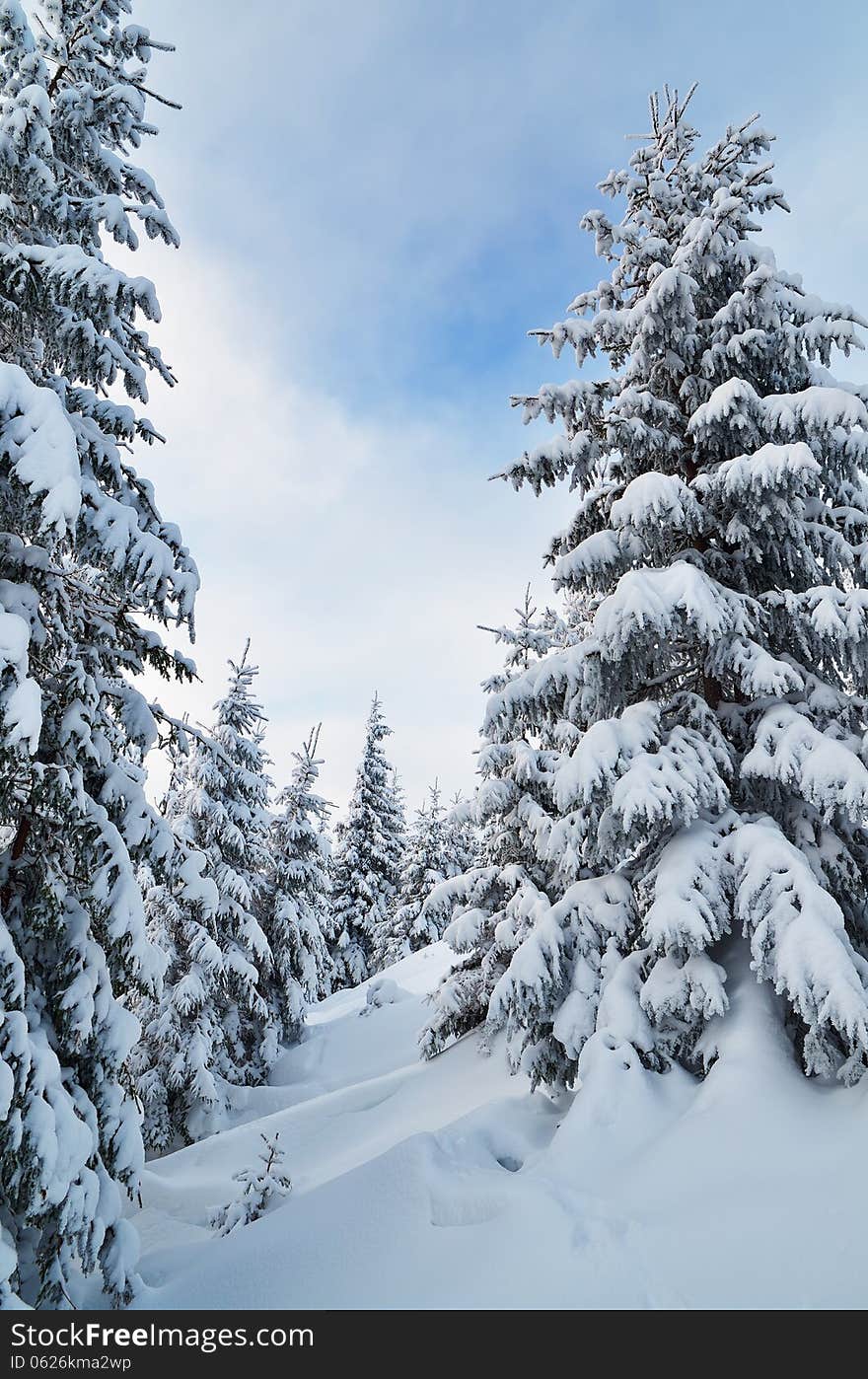 Winter landscape in a mountain forest. Fresh snow on the firs. Winter landscape in a mountain forest. Fresh snow on the firs