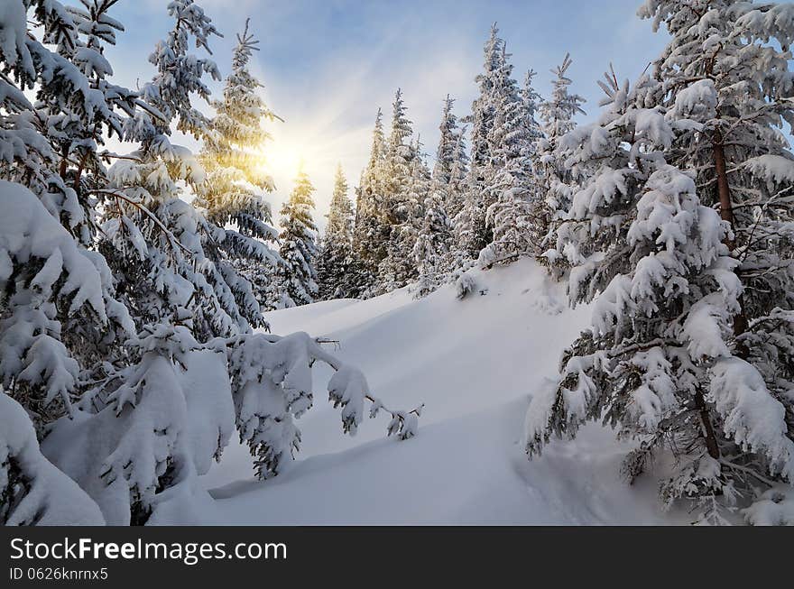 Evening winter landscape in a mountain forest. Evening winter landscape in a mountain forest