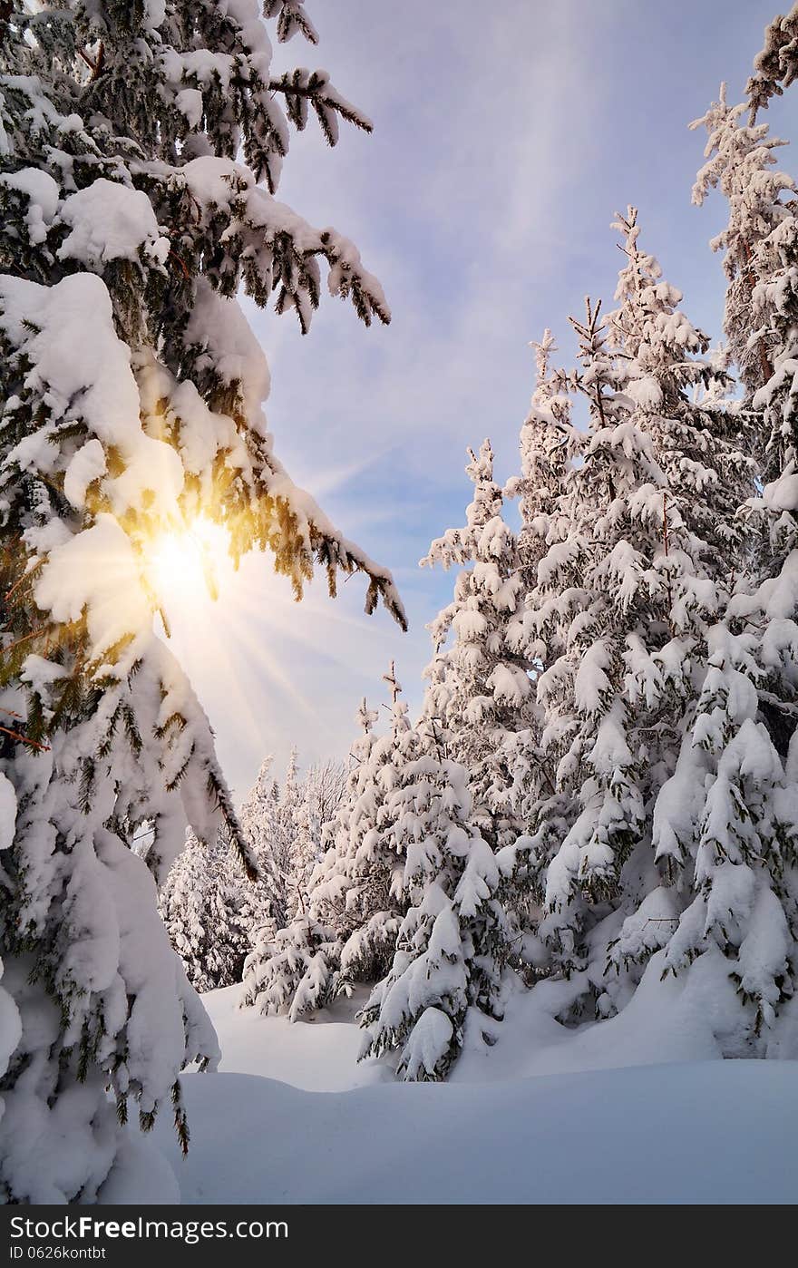 Evening winter landscape in a mountain forest. Evening winter landscape in a mountain forest