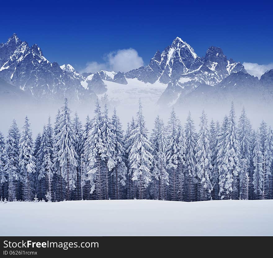 Winter landscape overcast day with fir trees in the mountains. Winter landscape overcast day with fir trees in the mountains