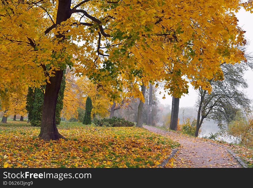 Autumn landscape in park with yellow maple trees. Autumn landscape in park with yellow maple trees