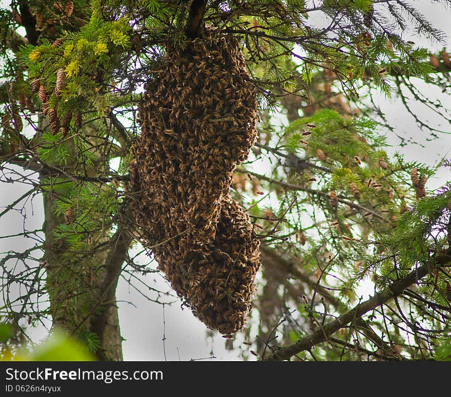 Large batch of bees covering there queen. Large batch of bees covering there queen