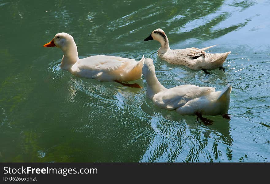 Geese in Michigan park creek. Geese in Michigan park creek