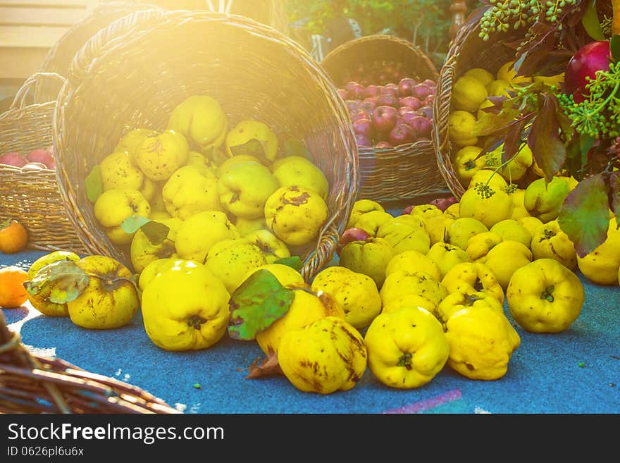 Sweet quinces with leaves in basket on blue fabric