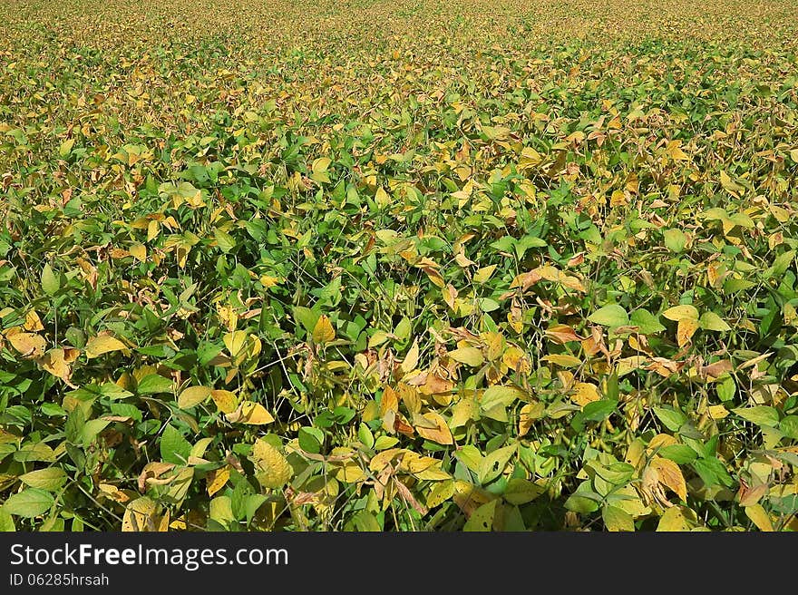 Soybean Field Background