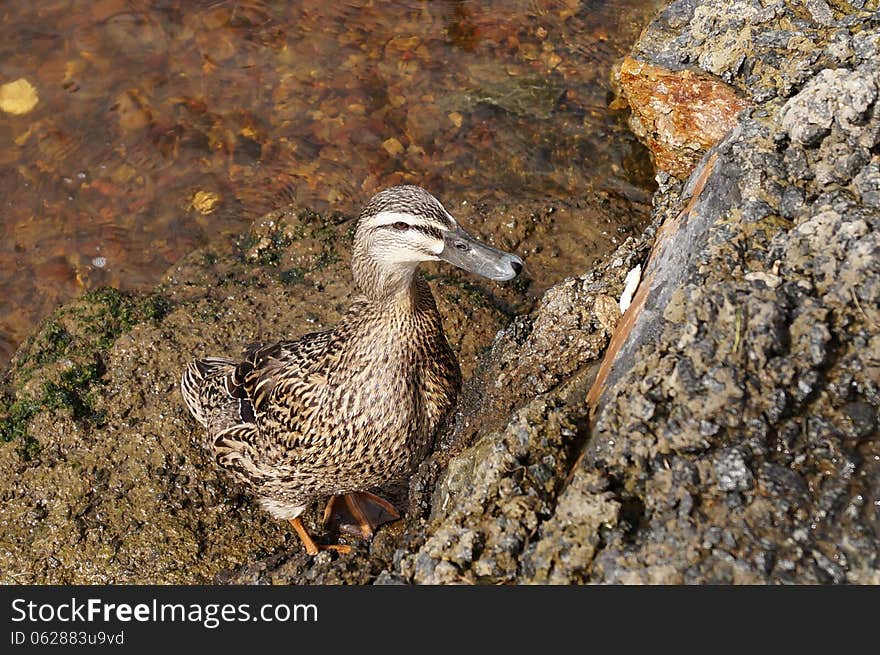 Wild Tasmanian duck drawn to the rocks to retrieve some bread. Section of the River Derwent, Southern Tasmania. Wild Tasmanian duck drawn to the rocks to retrieve some bread. Section of the River Derwent, Southern Tasmania