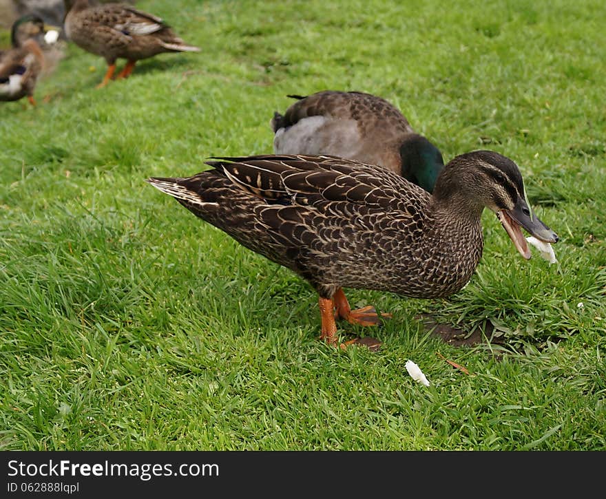 Wild Tasmanian duck eager to catch and eat some bread beating his mates to it. Wild Tasmanian duck eager to catch and eat some bread beating his mates to it.