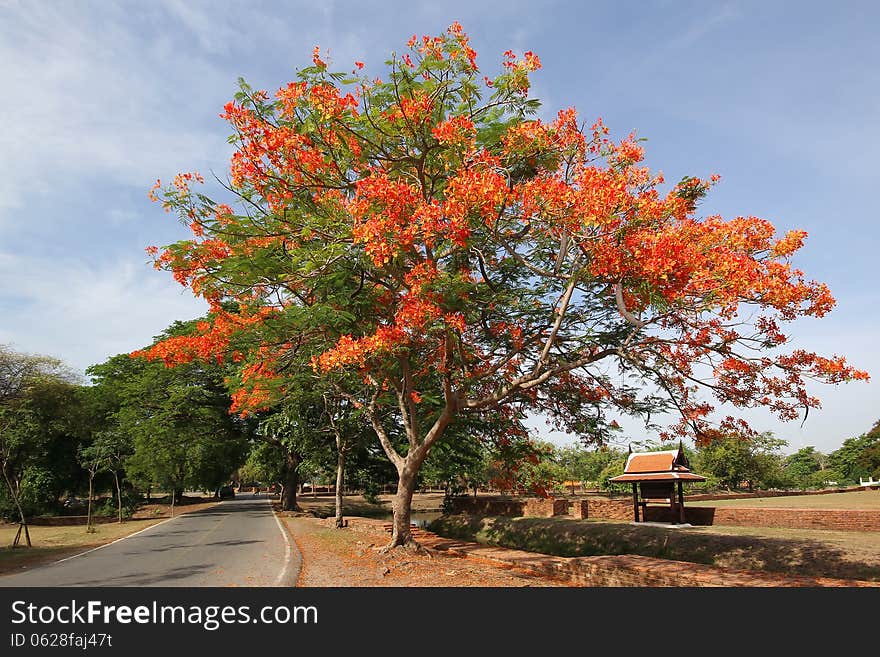 Royal poinciana tree