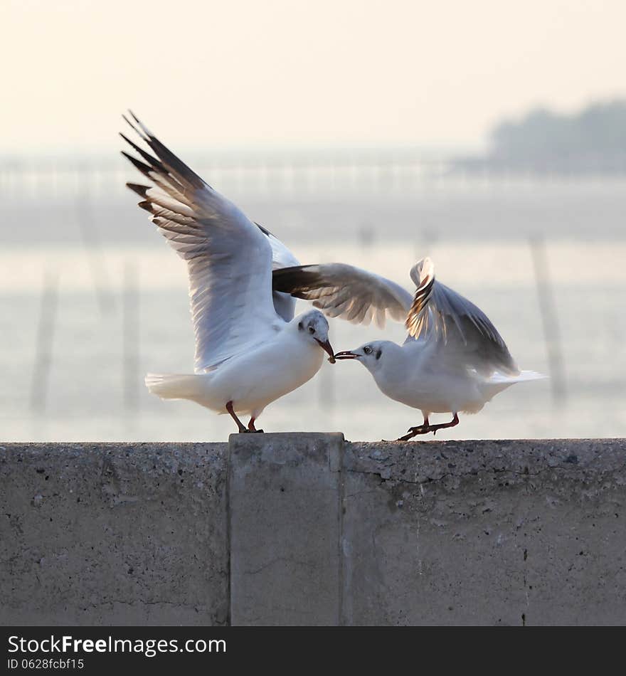 Seagulls fighting for the food