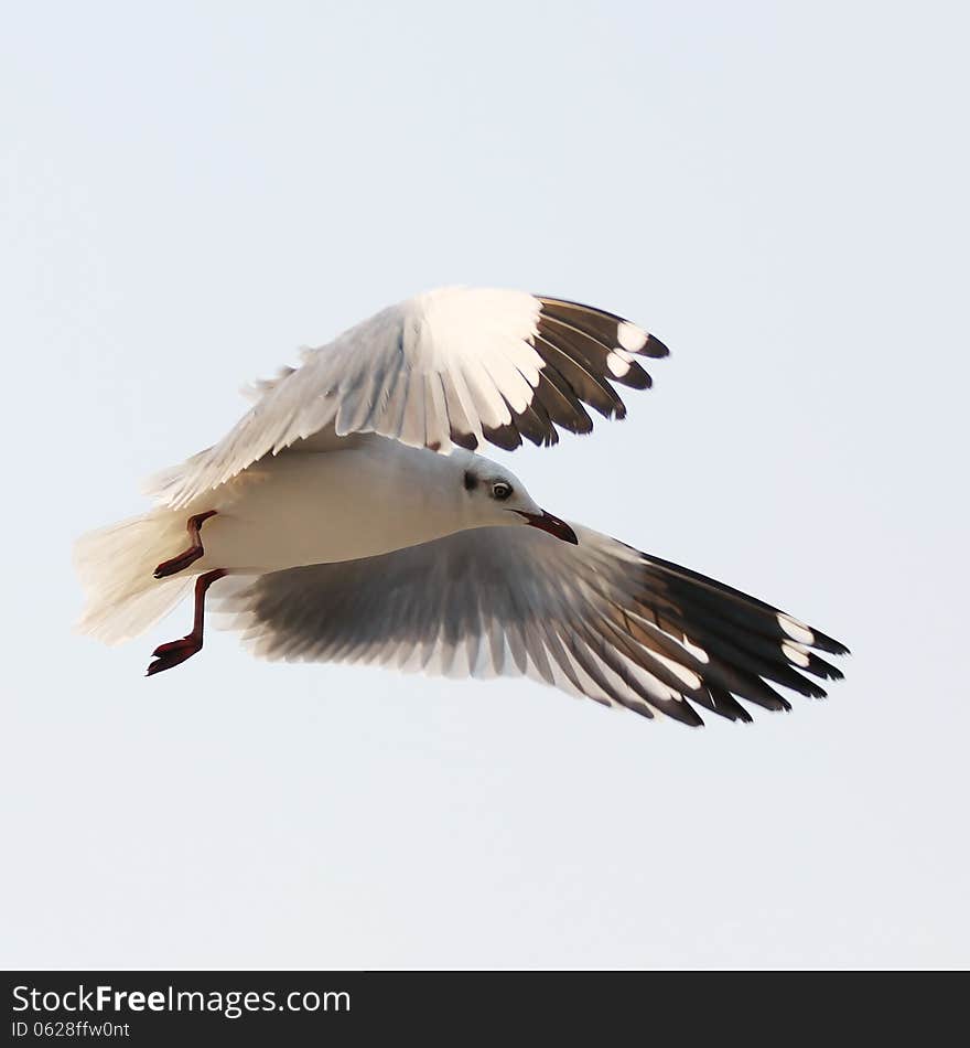 Flying seagull on sky background