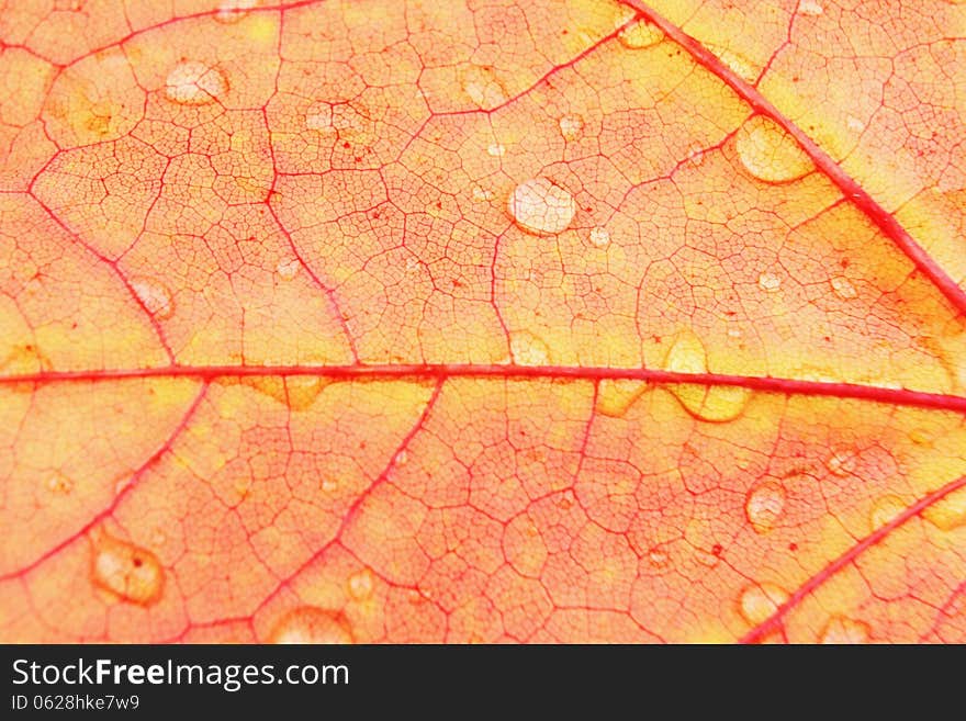 Leaves with drops of water on white background. Leaves with drops of water on white background