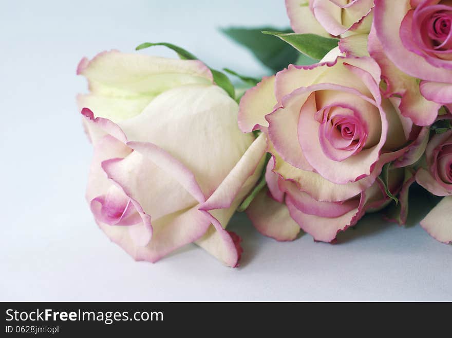 A bouquet of Cezanne roses isloated against a white backdrop. A bouquet of Cezanne roses isloated against a white backdrop