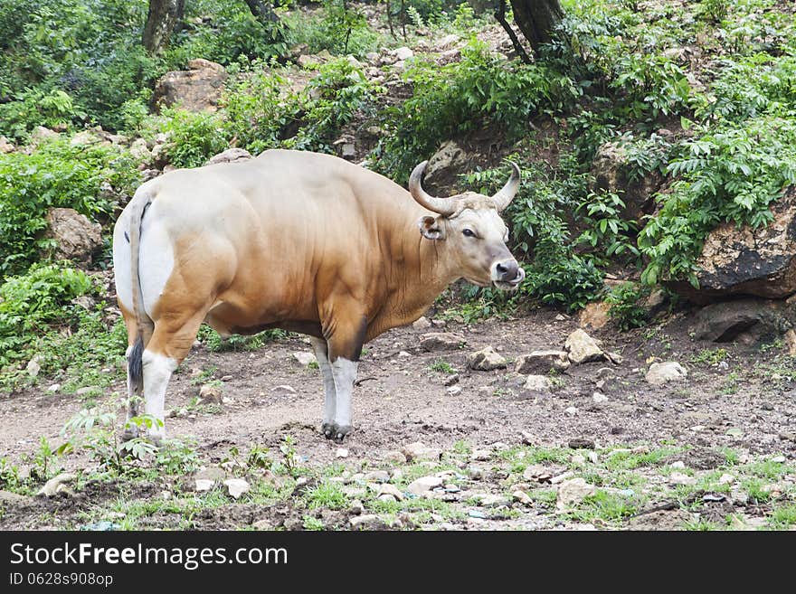 Banteng