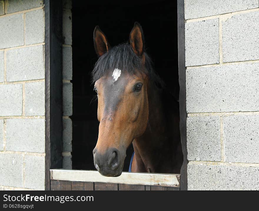 Horse And Stable.