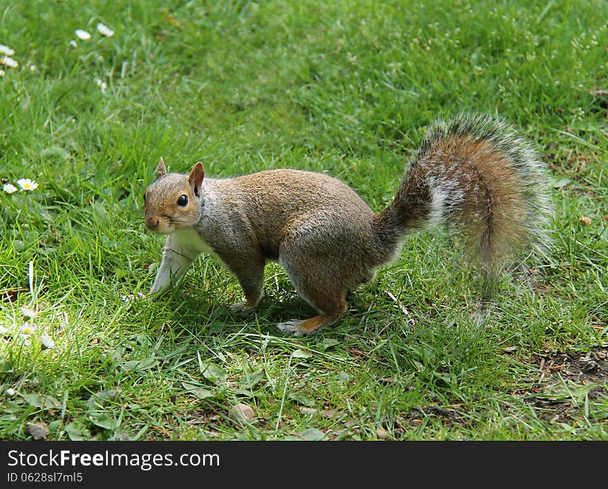 A Wild Grey Squirrel in a Grass Meadow. A Wild Grey Squirrel in a Grass Meadow.