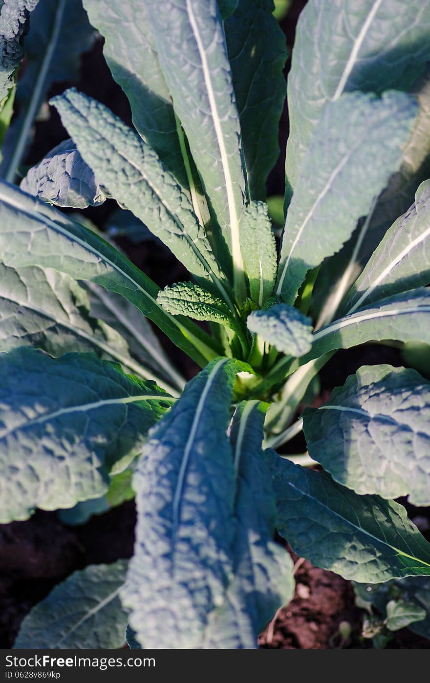 Italian 'Black Tuscan' crunchy kale variety. Italian 'Black Tuscan' crunchy kale variety