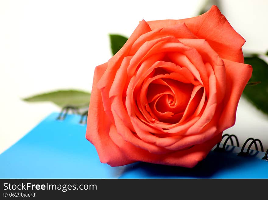 Extreme macro shot of a pink rose in partial bloom.