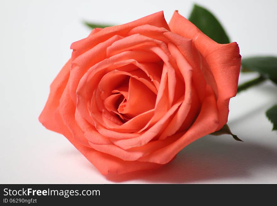 Extreme macro shot of a pink rose in partial bloom.