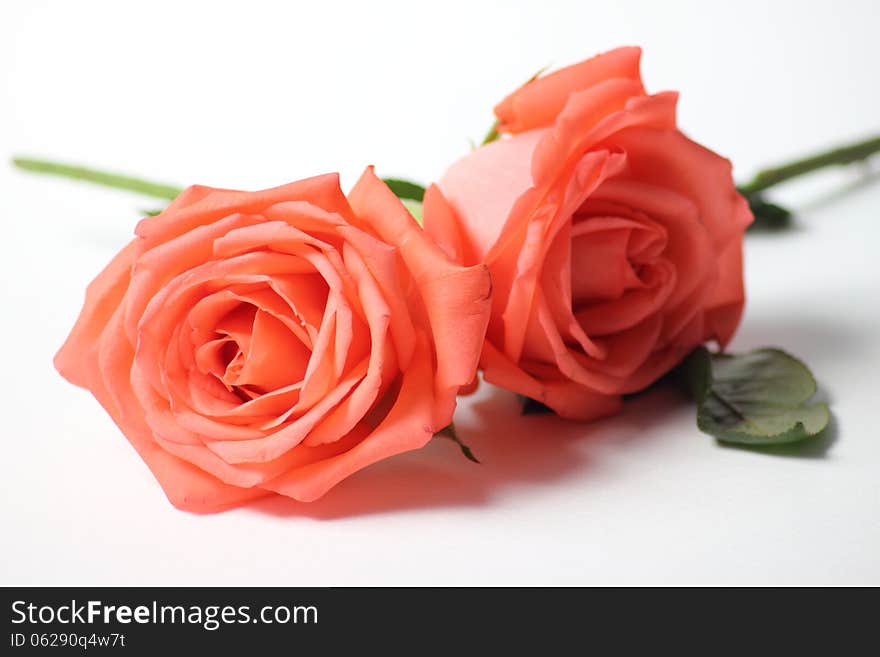 Extreme macro shot of a pink rose in partial bloom.