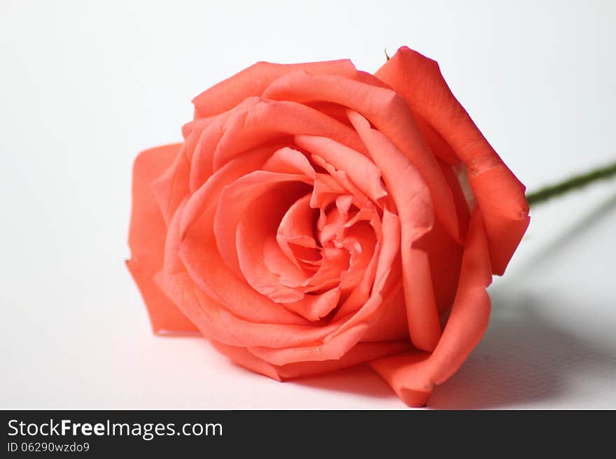 Extreme macro shot of a pink rose in partial bloom.