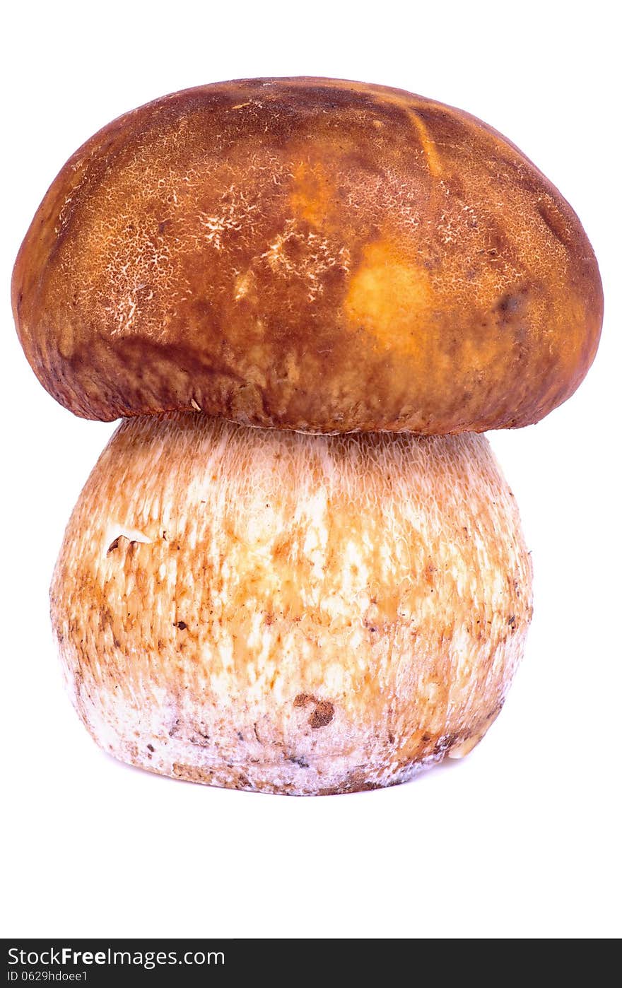 Porcini Mushroom