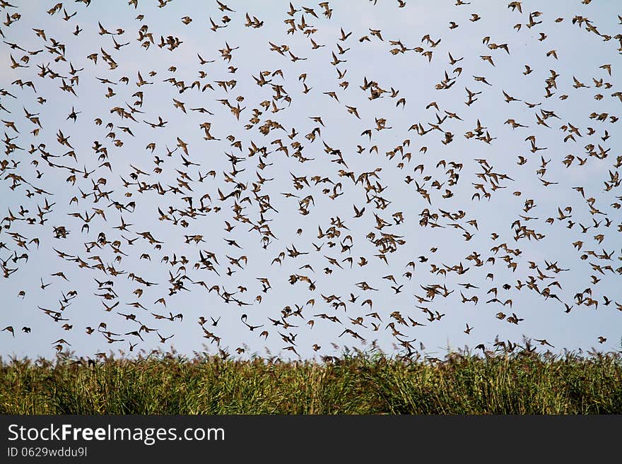 Group of starlings flying over the reed