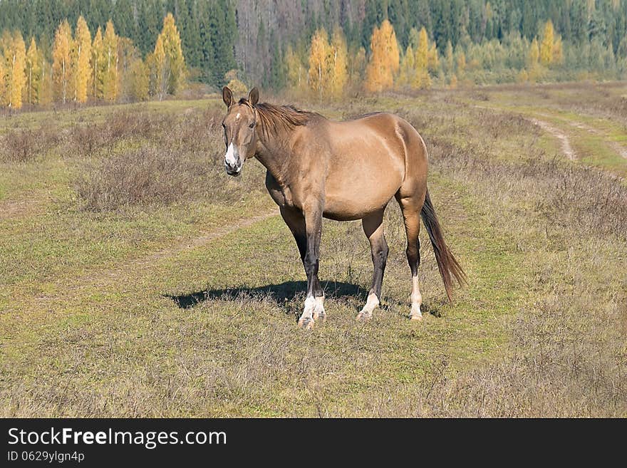 Year Of The Horse 2014