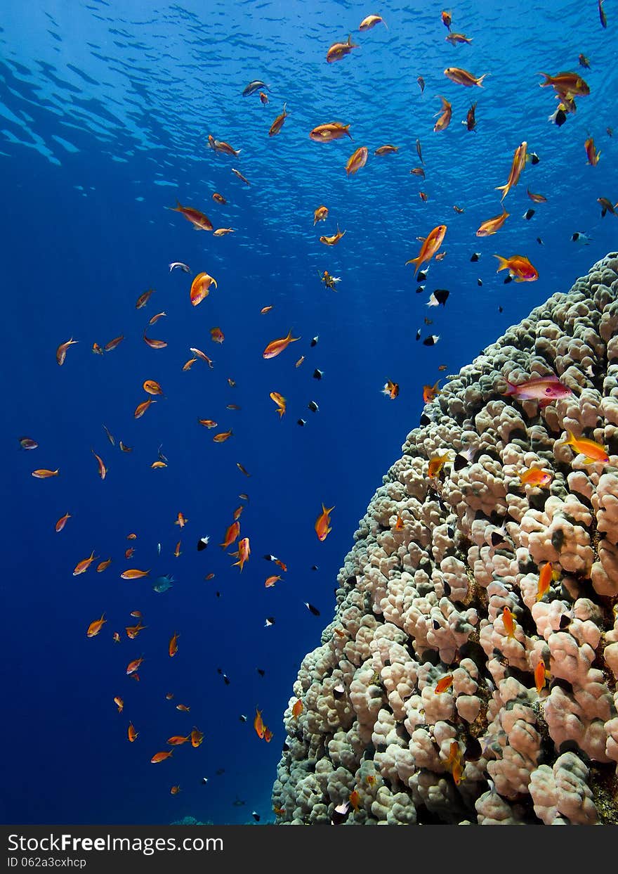 Part of a huge brain-coral in the Red Sea of Egypt with plenty of red fishes around it. Light-blue water background with some ripples at the water surface. Part of a huge brain-coral in the Red Sea of Egypt with plenty of red fishes around it. Light-blue water background with some ripples at the water surface.