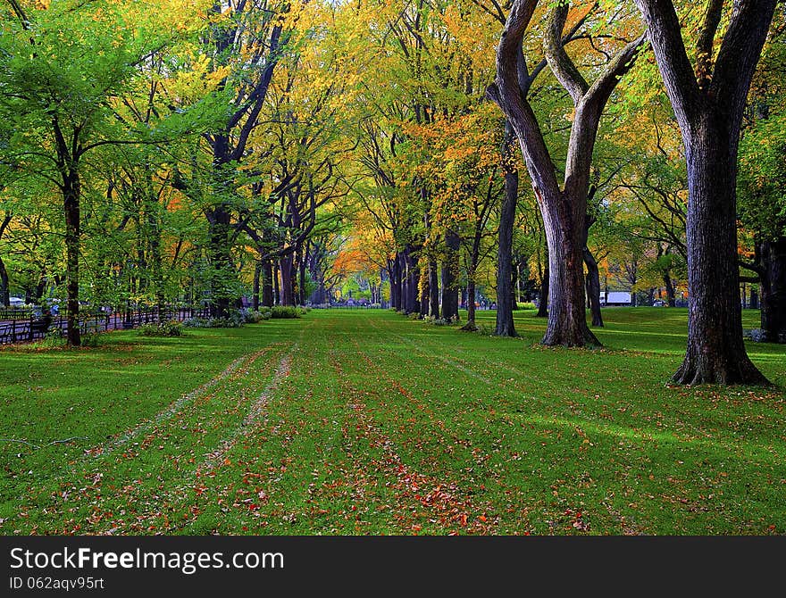 Beautiful park in the autumn. Beautiful park in the autumn