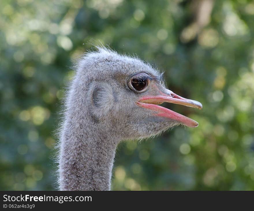 Ostrich