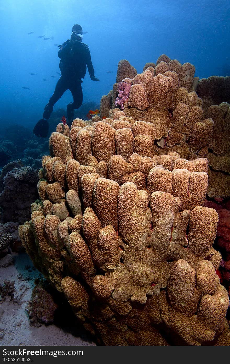 Coral And Scuba Diver Underwater