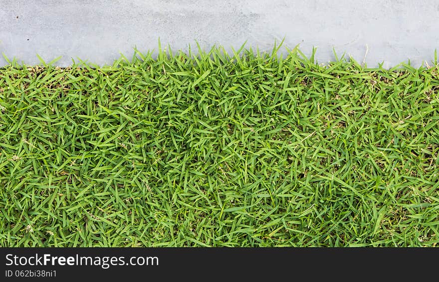 Green grass texture with concret