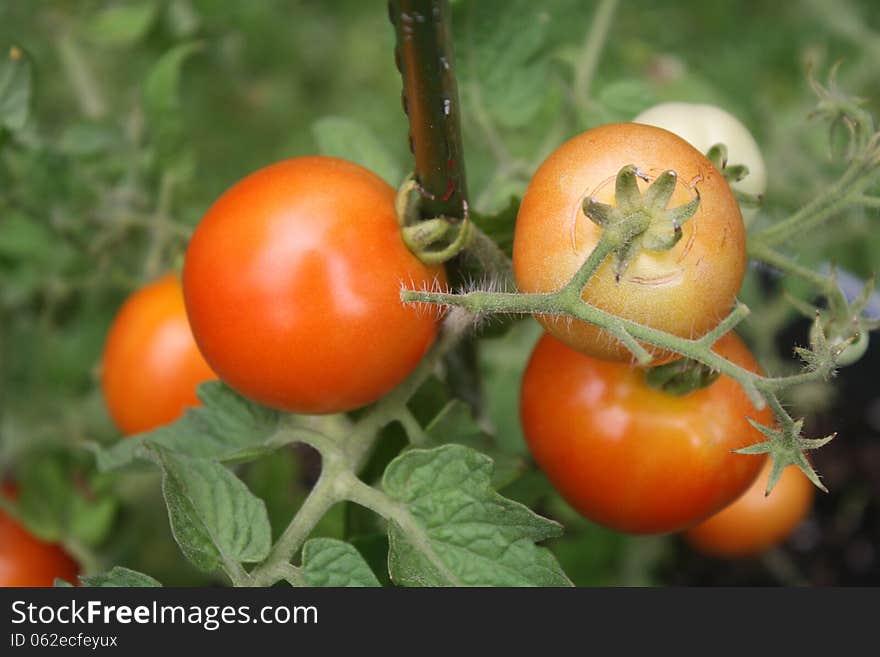 Tomatoes ripening on the vine