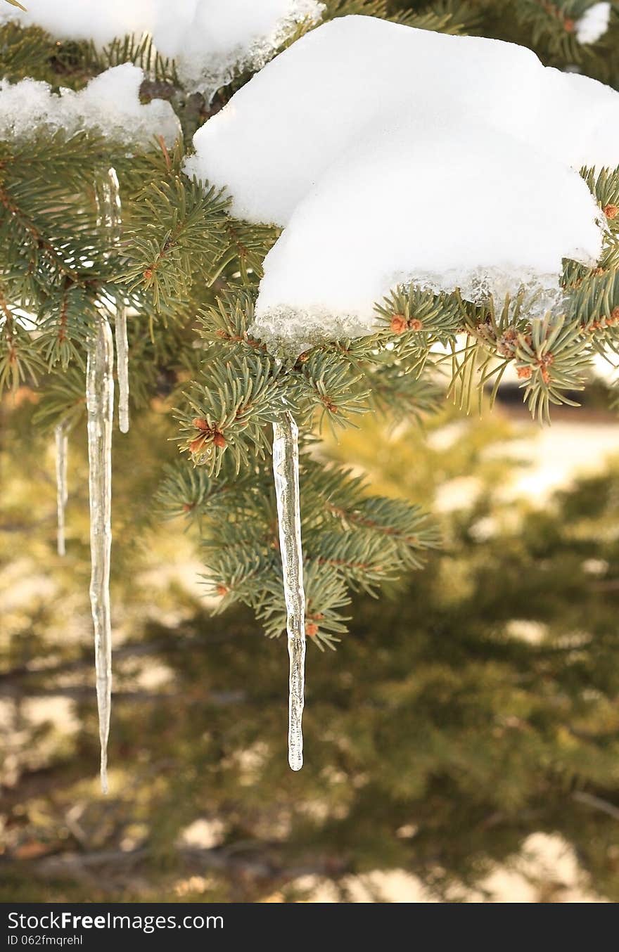 Icicle close up on the spruce tree with some snow. Icicle close up on the spruce tree with some snow