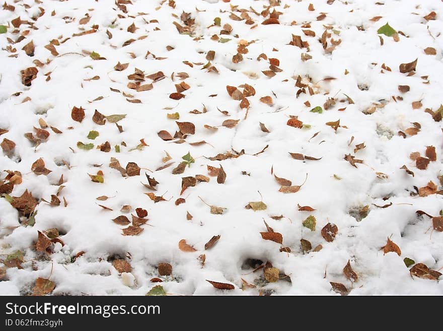 Leaves in the snow