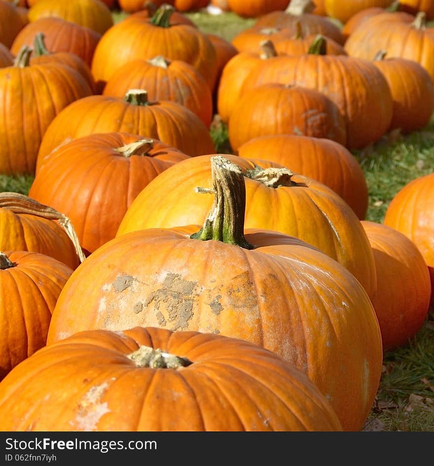 Pumpkins on the autumn grass